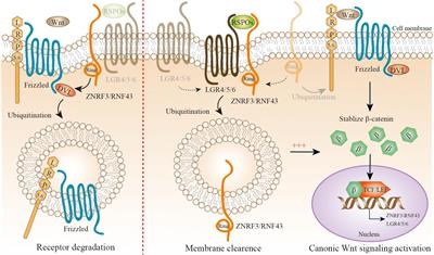 Wnt/β-Catenin Signaling and Obesity